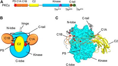 Two Sides of the Same Coin: Protein Kinase C γ in Cancer and Neurodegeneration